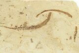 Plate of Fossil Pipefish (Syngnathus) - California #274982-1